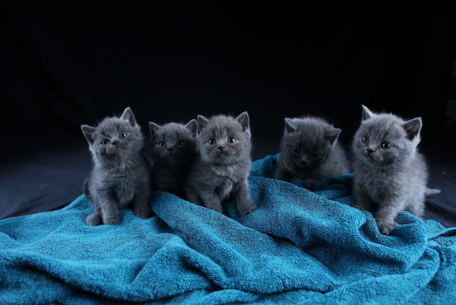 Обои картинки фото животные, коты, кот, кошка, котёнок