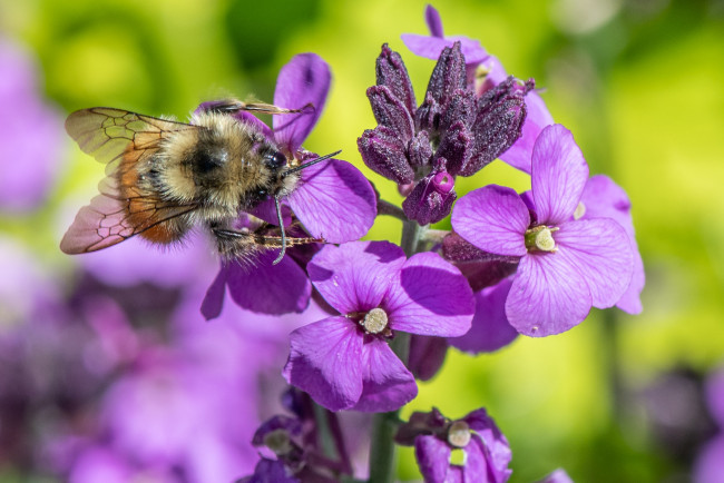 Обои картинки фото животные, пчелы,  осы,  шмели, цветы