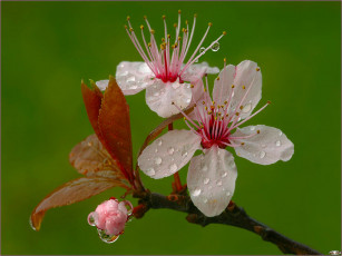 Картинка цветы цветущие деревья кустарники