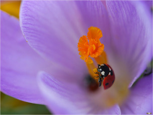 Картинка цветы крокусы