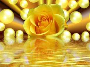 Картинка цветы розы