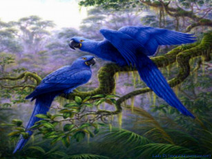 Картинка животные попугаи