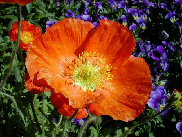 Обои картинки фото цветы, маки