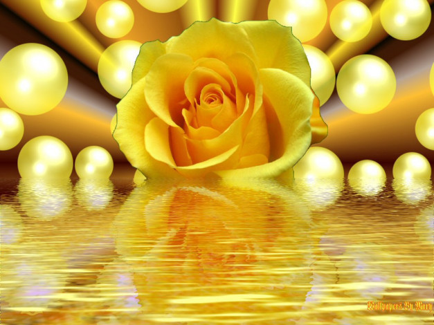 Обои картинки фото цветы, розы