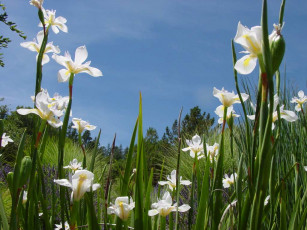 Картинка цветы ирисы