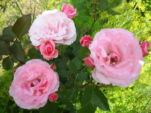 Картинка цветы розы