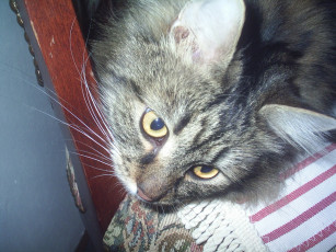 Картинка глаза висконтика животные коты