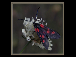 Картинка животные бабочки