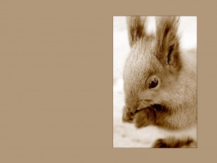 Картинка животные белки