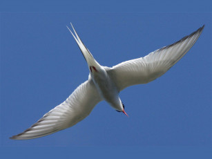 Картинка животные Чайки бакланы крачки