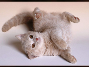 Картинка животные коты