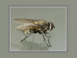 Картинка животные насекомые