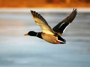 Картинка животные утки