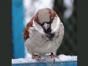 Картинка животные воробьи