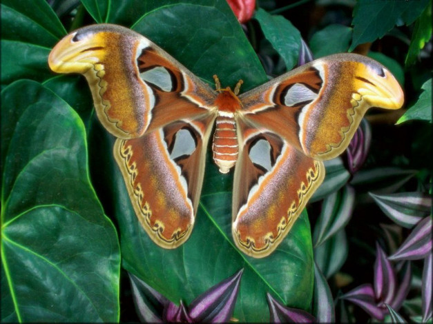 Обои картинки фото животные, бабочки