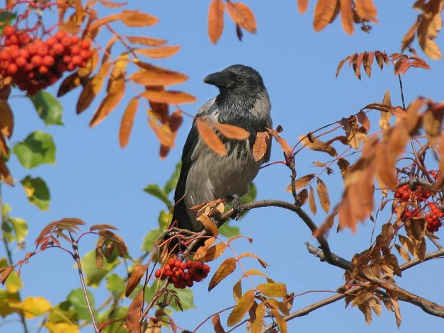 Обои картинки фото животные, вороны, грачи, галки