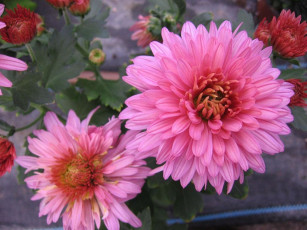 Картинка цветы георгины