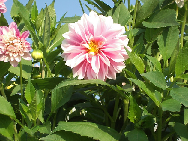 Обои картинки фото цветы, георгины