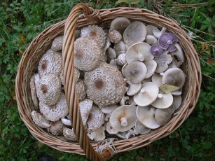 Картинка еда грибы грибные блюда