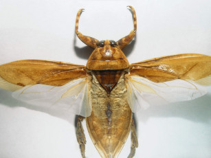 Картинка животные насекомые