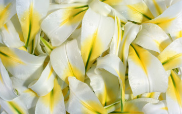 Картинка цветы лилии лилейники