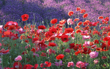 Картинка цветы маки