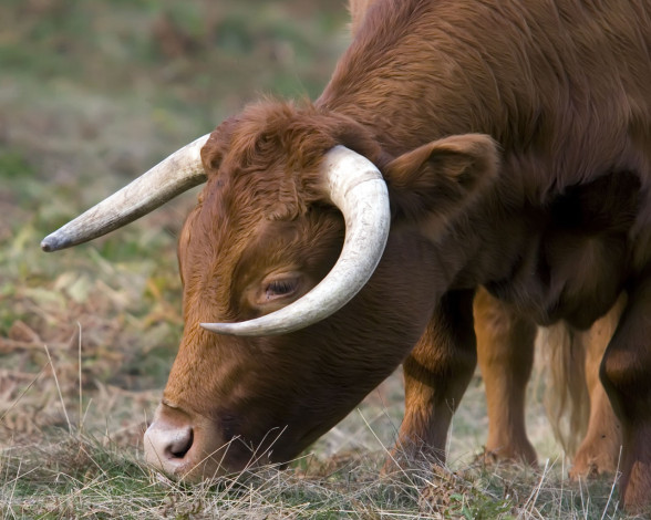 Обои картинки фото животные, коровы, буйволы