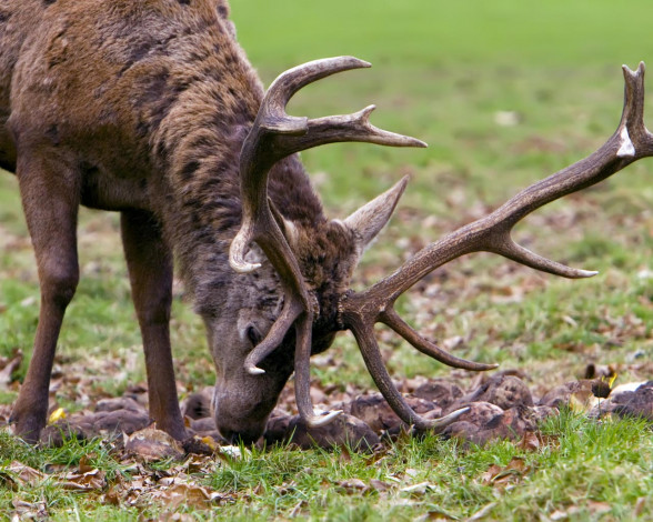 Обои картинки фото животные, олени