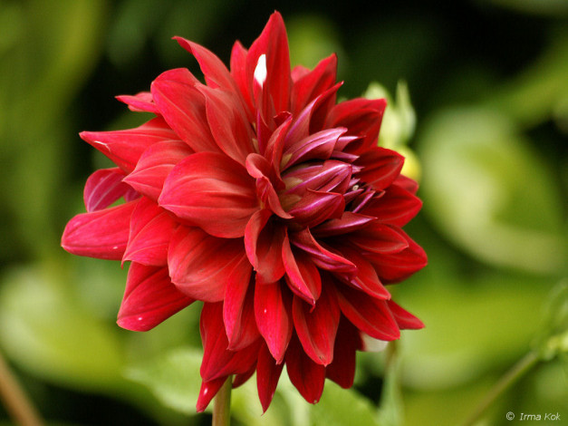 Обои картинки фото цветы, георгины