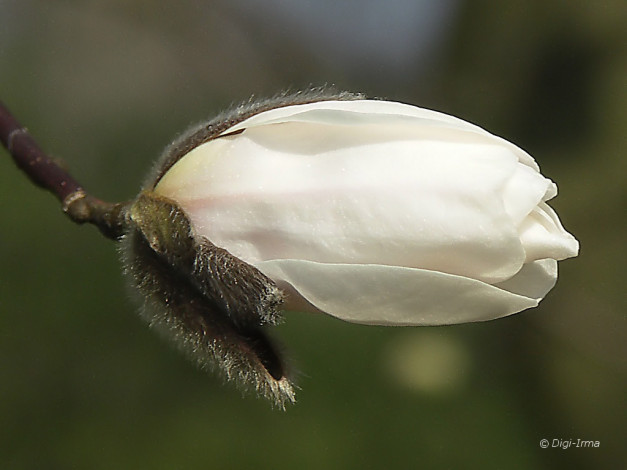 Обои картинки фото цветы, магнолии