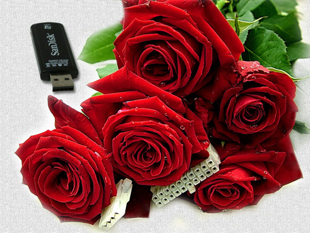 Обои картинки фото цветы, розы