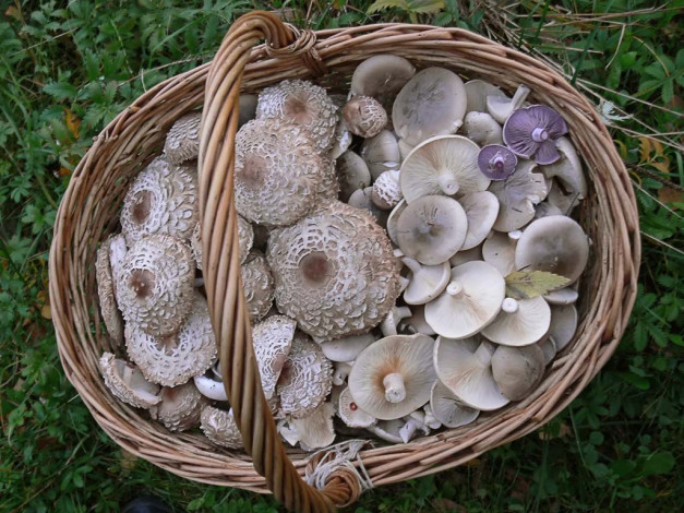 Обои картинки фото еда, грибы, грибные, блюда