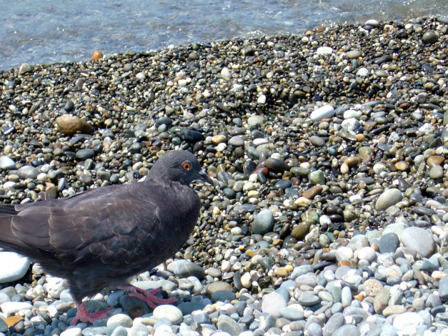 Обои картинки фото голубь, животные, голуби