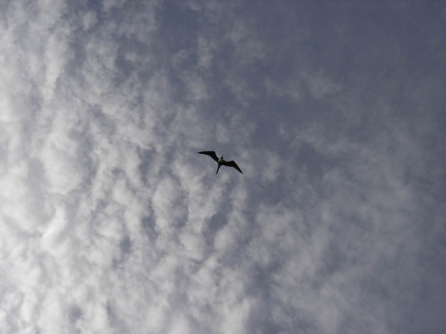 Обои картинки фото животные, птицы