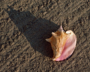 Картинка разное ракушки кораллы декоративные spa камни