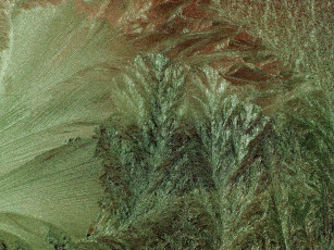 Картинка на пальме природа макро