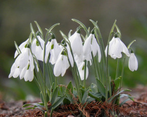 Картинка цветы подснежники белоцветник