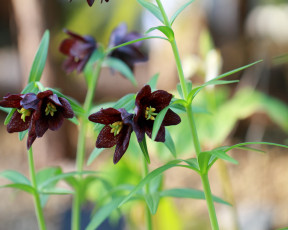 Картинка цветы рябчики