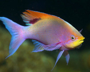 Картинка животные рыбы