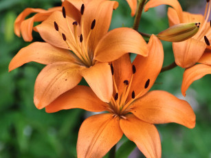 обоя цветы, лилии, лилейники