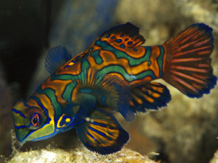 Картинка животные рыбы