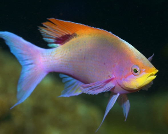 Обои картинки фото животные, рыбы