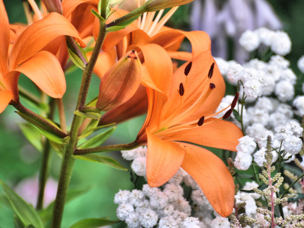 Обои картинки фото цветы, лилии, лилейники