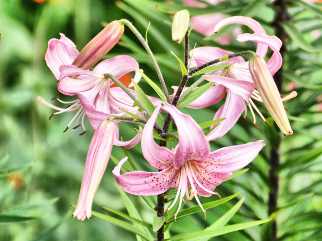 Обои картинки фото цветы, лилии, лилейники