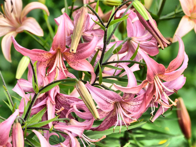 Обои картинки фото цветы, лилии, лилейники