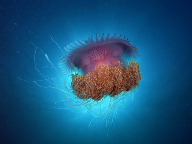 Обои картинки фото животные, медузы