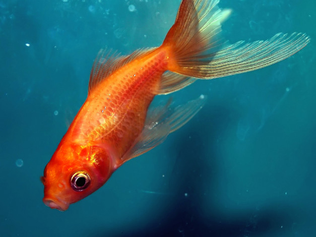 Обои картинки фото животные, рыбы