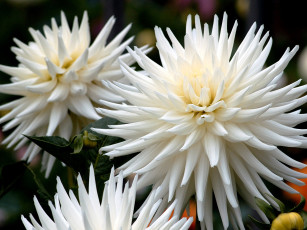 Картинка цветы георгины белый круглый лепестки