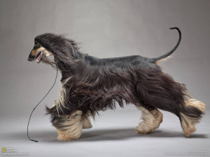 Картинка животные собаки собака фон