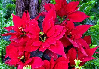 Картинка цветы пуансеттия листья яркий красный